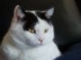 HenrytheCat
