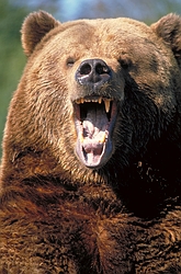 View Ursus Banjopickis' Homepage