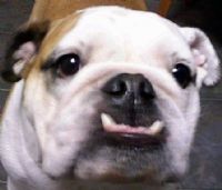 View bulldog bob's Homepage