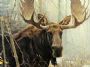 damichmoose