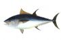 BigTuna