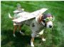 Rocketdog