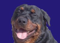 View oldsnoringrottie's Homepage