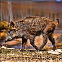 View javalina's Homepage