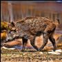 javalina