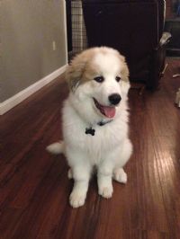 View PJRedWing's Homepage