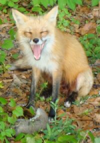 View NewRedFox's Homepage