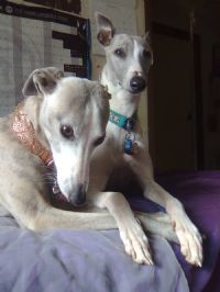 View whippet's Homepage