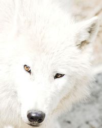 View silverwolf's Homepage