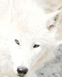 silverwolf