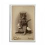 CatPaw