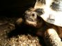 Tortoiseface