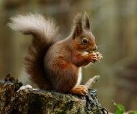 View Red Squirrel's Homepage