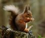 Red Squirrel