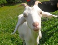 View Nubian Goat's Homepage
