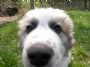 PyrPups