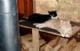 qajaqcat