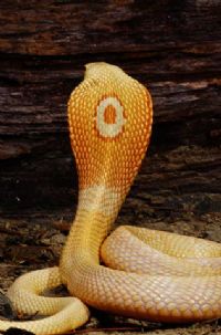 View Elapidae's Homepage