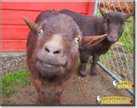 View goatlover117's Homepage