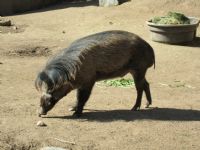 View warthog's Homepage
