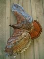 ironfeather
