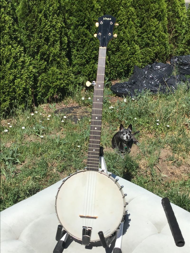 Vega folk cheap ranger banjo