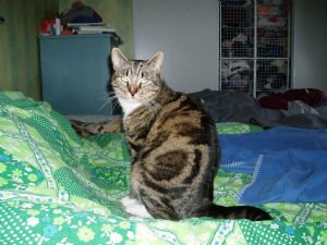 Click for Large Version