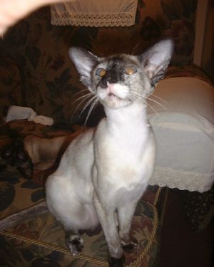 Click for Large Version