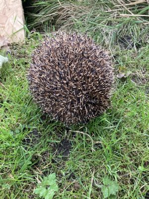 Click for Large Version