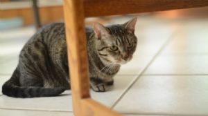 Click for Large Version