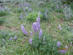 Click for Large Version