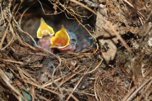 Click for Large Version