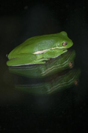 Click for Large Version