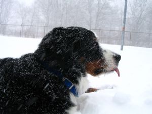 Click for Large Version