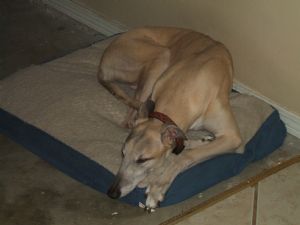 Click for Large Version