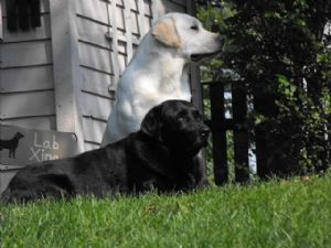 Click for Large Version