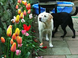 Click for Large Version