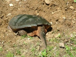 Click for Large Version