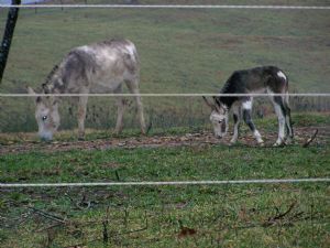 Click for Large Version