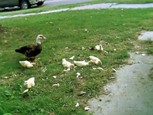 Click for Large Version