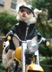 Click for Large Version