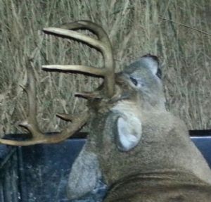 Click for Large Version