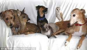 Click for Large Version