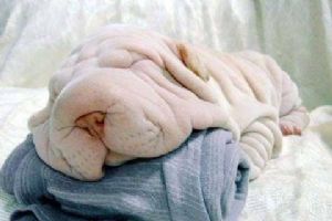 Click for Large Version