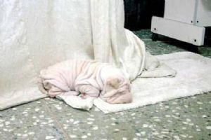 Click for Large Version