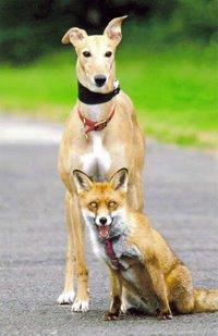 Click for Large Version