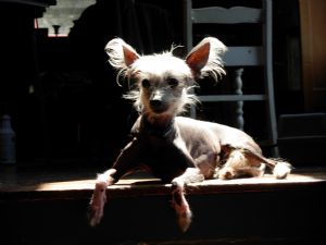 Click for Large Version