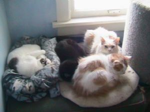 Click for Large Version