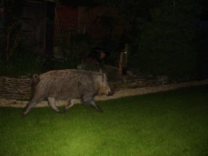 Click for Large Version