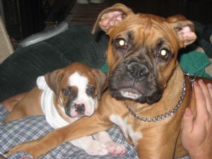 Click for Large Version